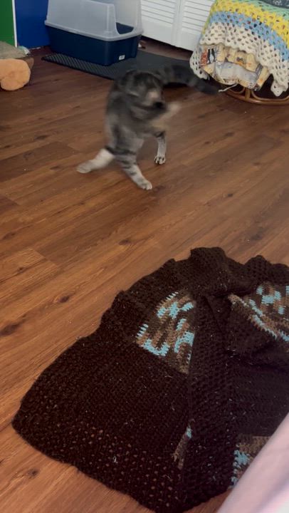 Enlarge Buddy, a Adoptable Tabby in Houston, TX video 6/6