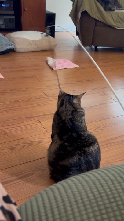 Enlarge Buddy, a Adoptable Tabby in Houston, TX video 5/6