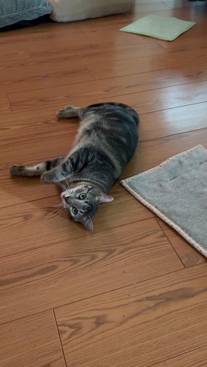Enlarge Buddy, a Adoptable Tabby in Houston, TX video 6/6