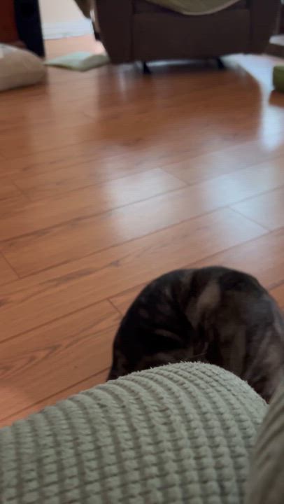 Enlarge Buddy, a Adoptable Tabby in Houston, TX video 2/6