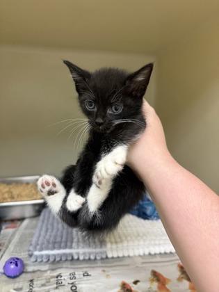 Grinch, Adoptable, Kitten Male Domestic Short Hair & Domestic Short Hair.