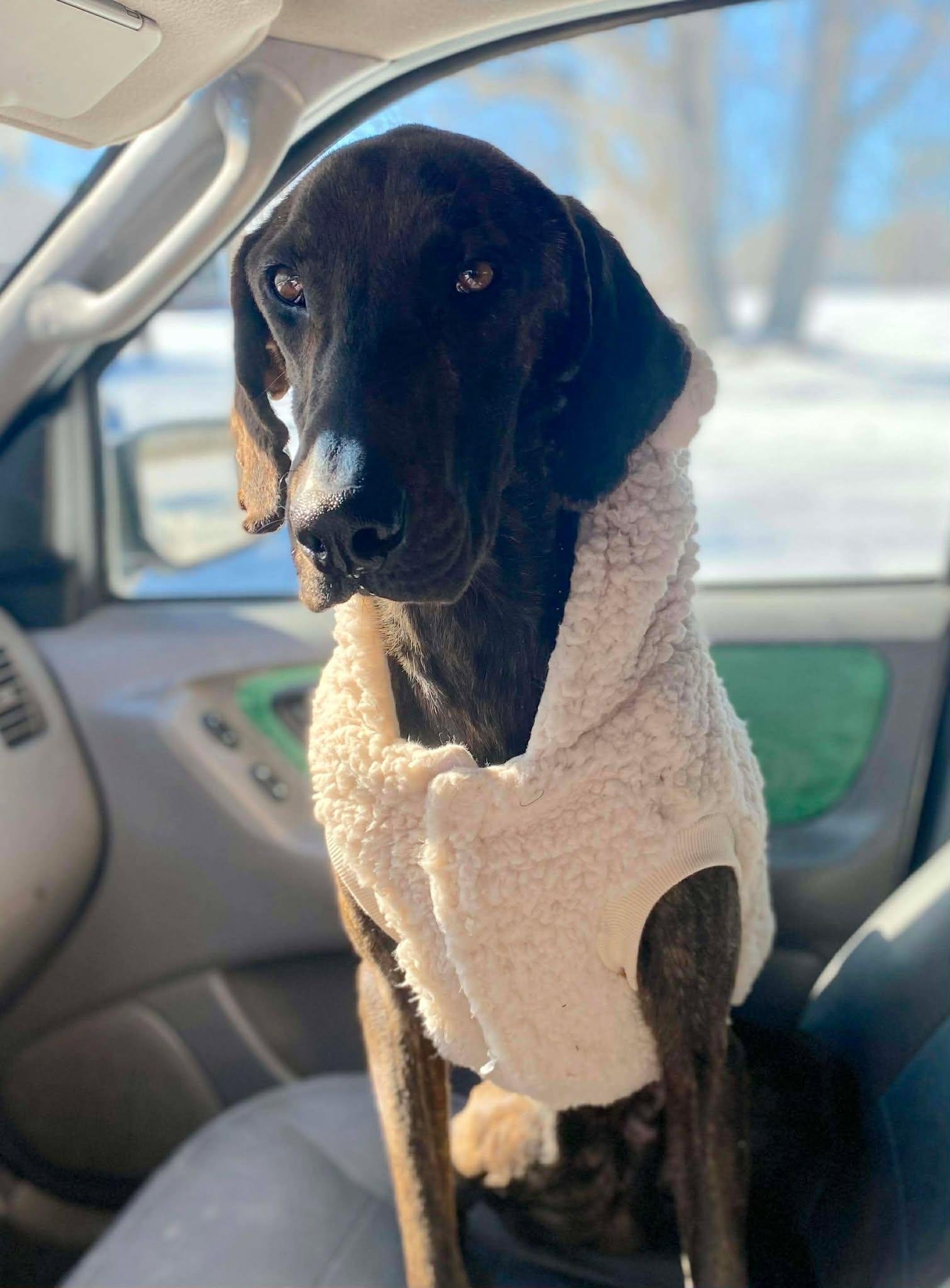 Winston, an adopted mixed breed in Northwood, NH image 3/3