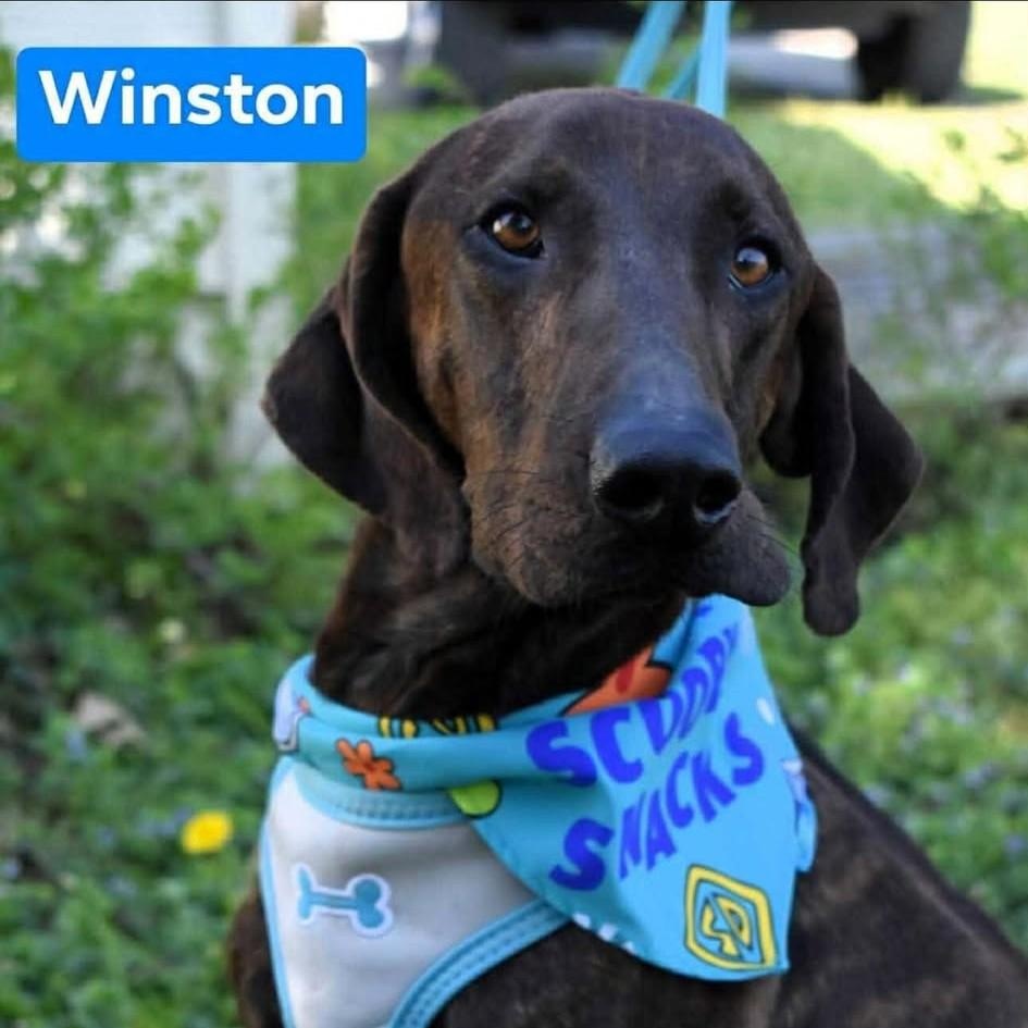 Enlarge Winston, a ADOPTABLE mixed breed in Northwood, NH image 1/2