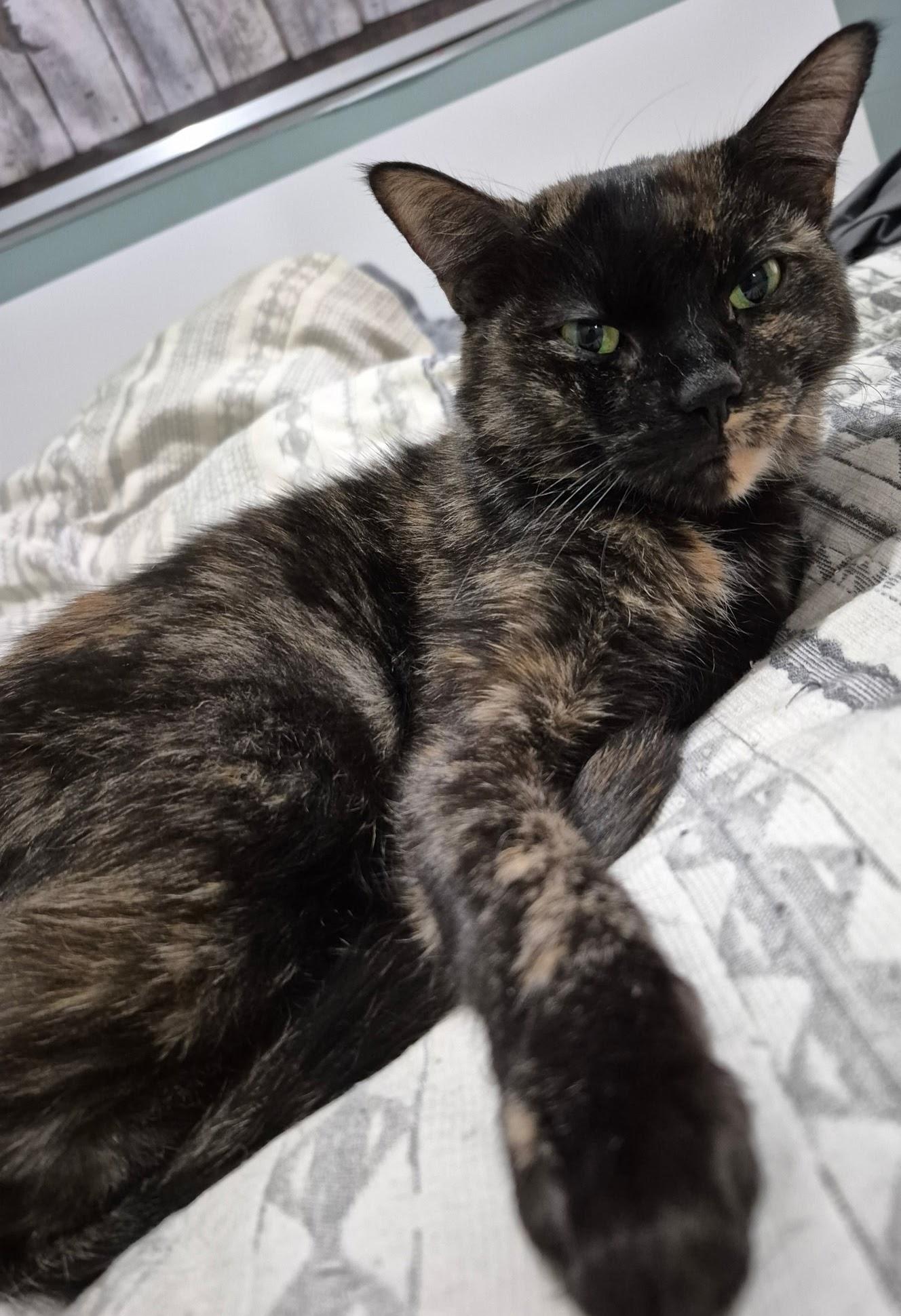 Enlarge LILY (CR/SC), a Adoptable Domestic Short Hair in Sainte-Angele-de-Monnoir, QC image 3/6