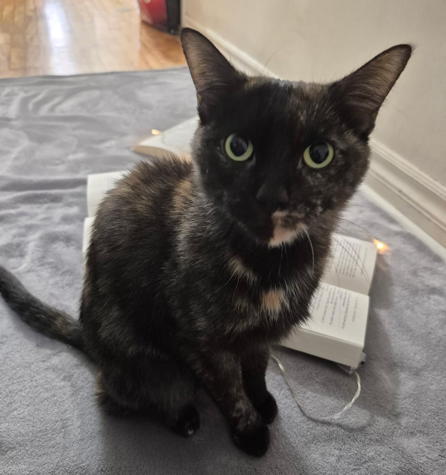 Enlarge LILY (CR/SC), a Adoptable Domestic Short Hair in Sainte-Angele-de-Monnoir, QC image 4/6