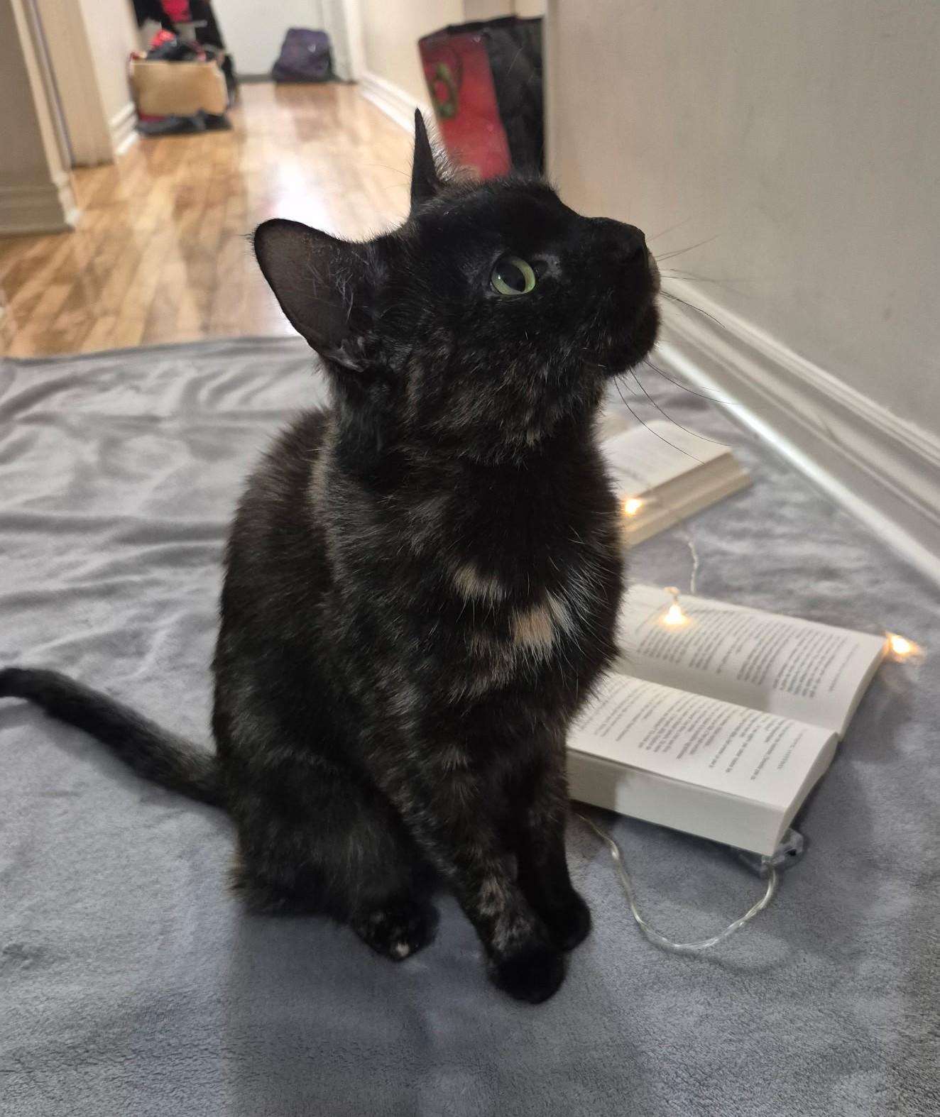 Enlarge LILY (CR/SC), a Adoptable Domestic Short Hair in Sainte-Angele-de-Monnoir, QC image 5/6