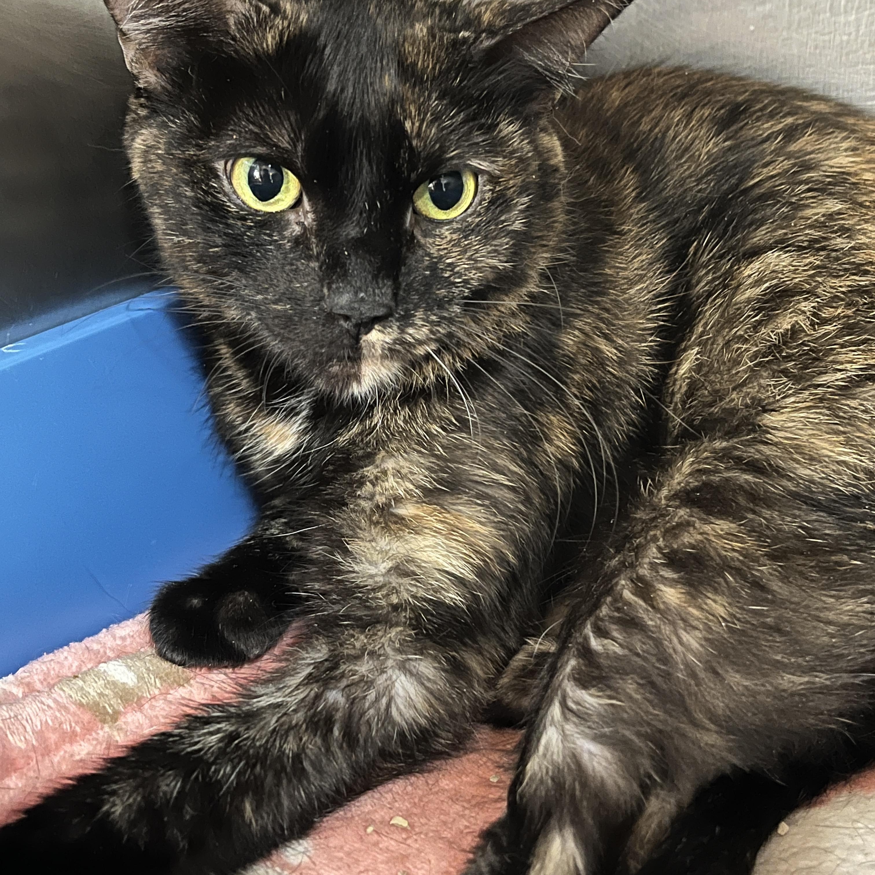 Enlarge LILY (CR/SC), a Adoptable Domestic Short Hair in Sainte-Angele-de-Monnoir, QC image 6/6