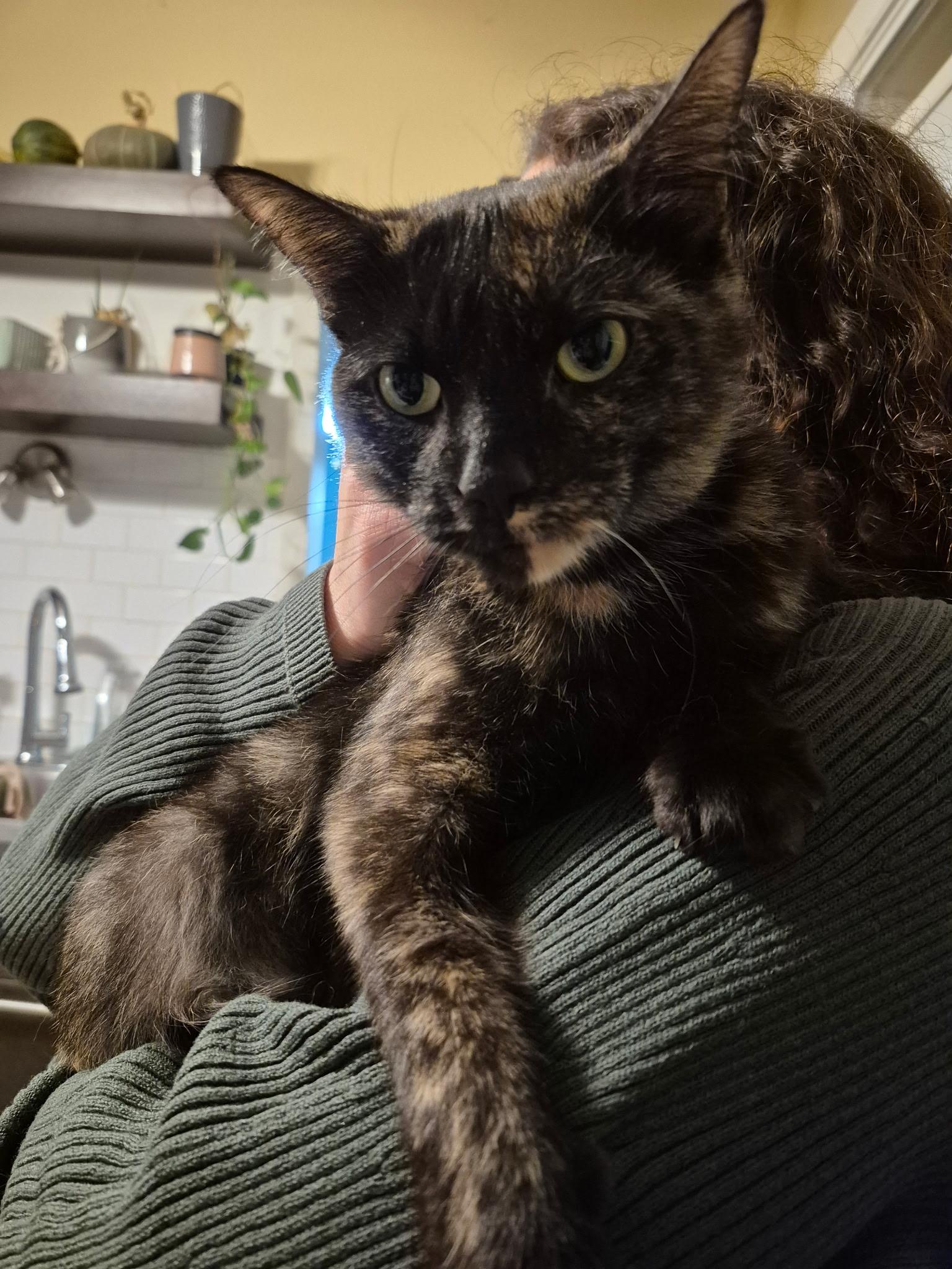 Enlarge LILY (CR/SC), a Adoptable Domestic Short Hair in Sainte-Angele-de-Monnoir, QC image 1/6