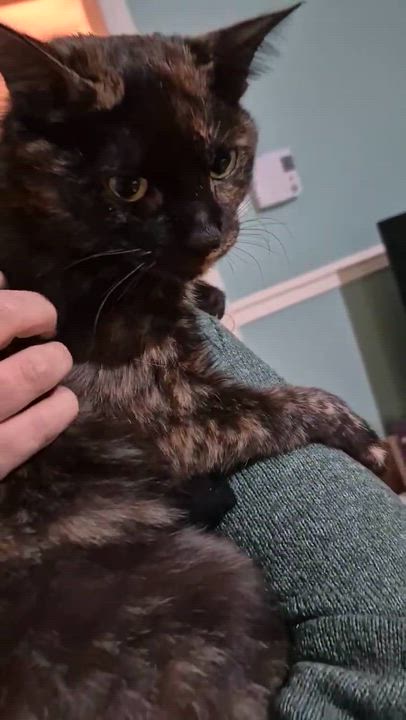 Enlarge LILY (CR/SC), a Adoptable Domestic Short Hair in Sainte-Angele-de-Monnoir, QC video 2/6