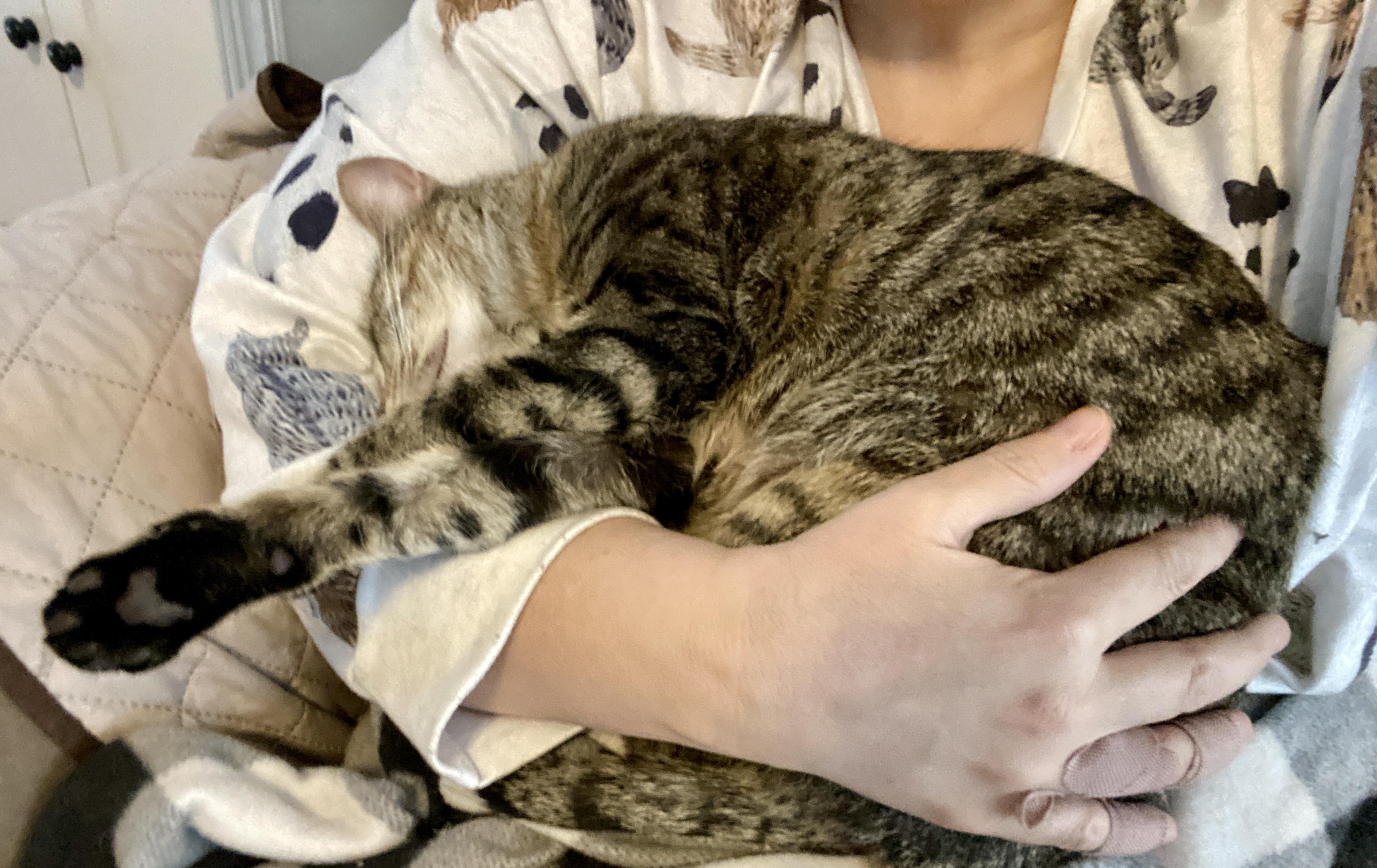 Enlarge Juniper, an adopted mixed breed in Syracuse, NY image 3/6