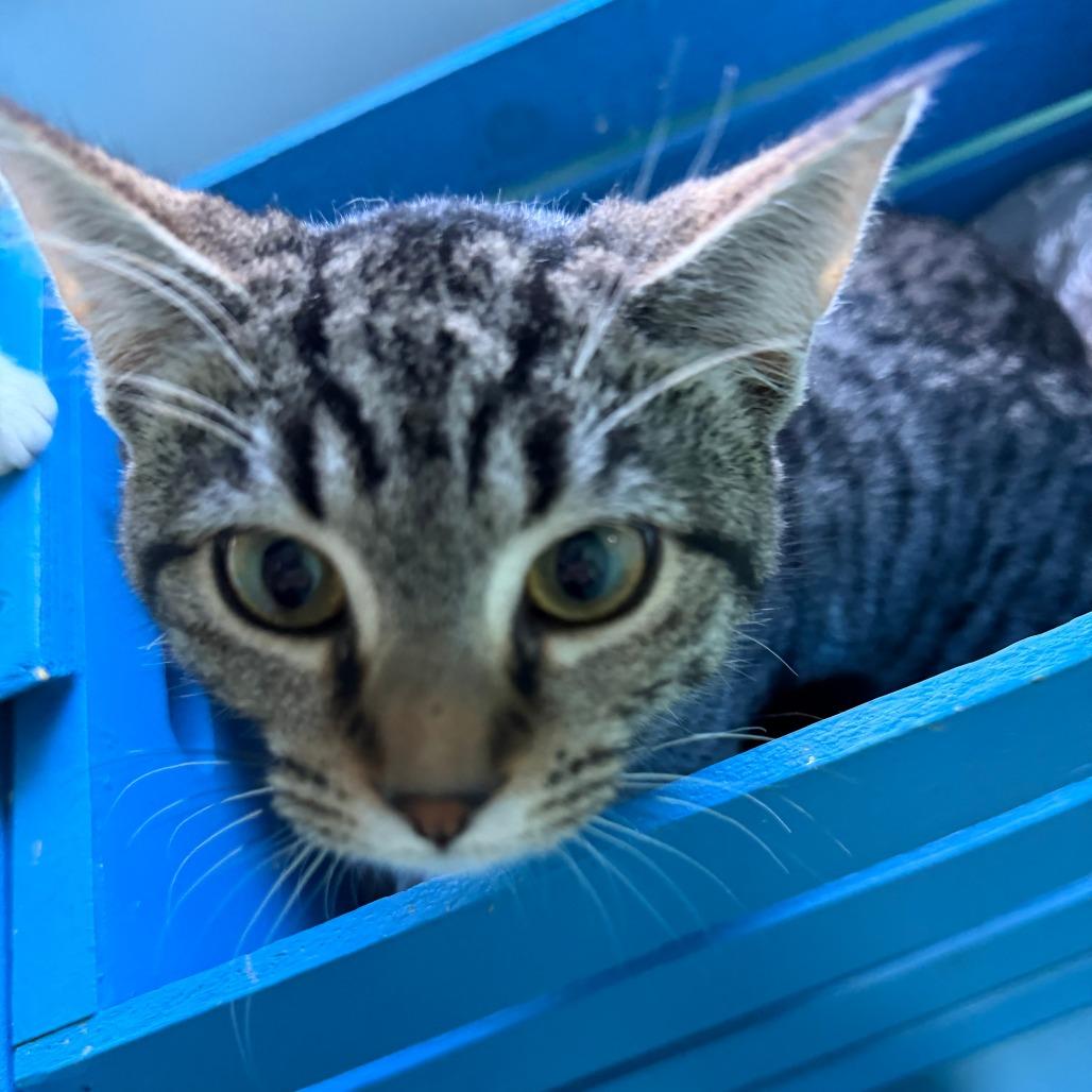 Nettie, Adoptable, Young Female Domestic Short Hair.