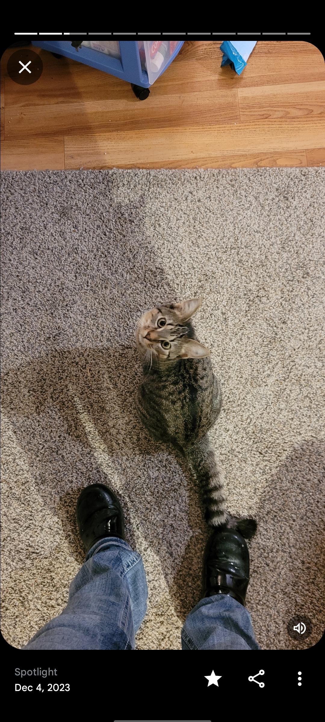 Lollipop - Courtesy Post, a ADOPTABLE Domestic Short Hair in Clackamas, OR image 4/5