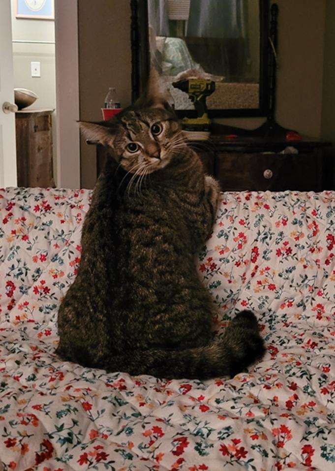 Lollipop - Courtesy Post, ADOPTABLE, Young Female Domestic Short Hair.