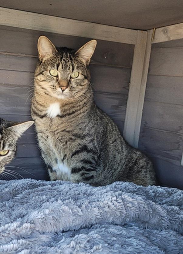 Lollipop - Courtesy Post, a ADOPTABLE Domestic Short Hair in Clackamas, OR image 3/5