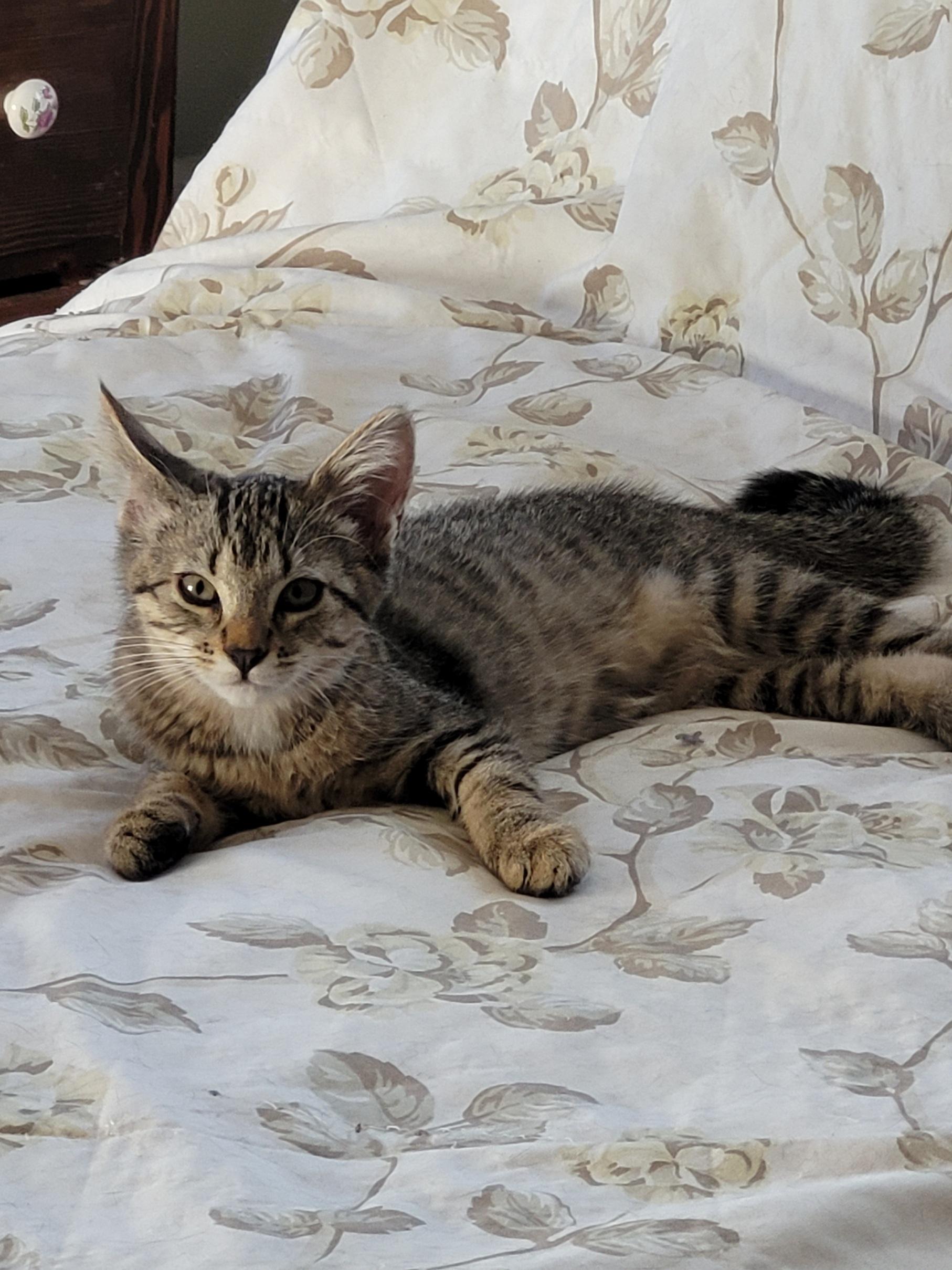 Lollipop - Courtesy Post, a ADOPTABLE Domestic Short Hair in Clackamas, OR image 5/5