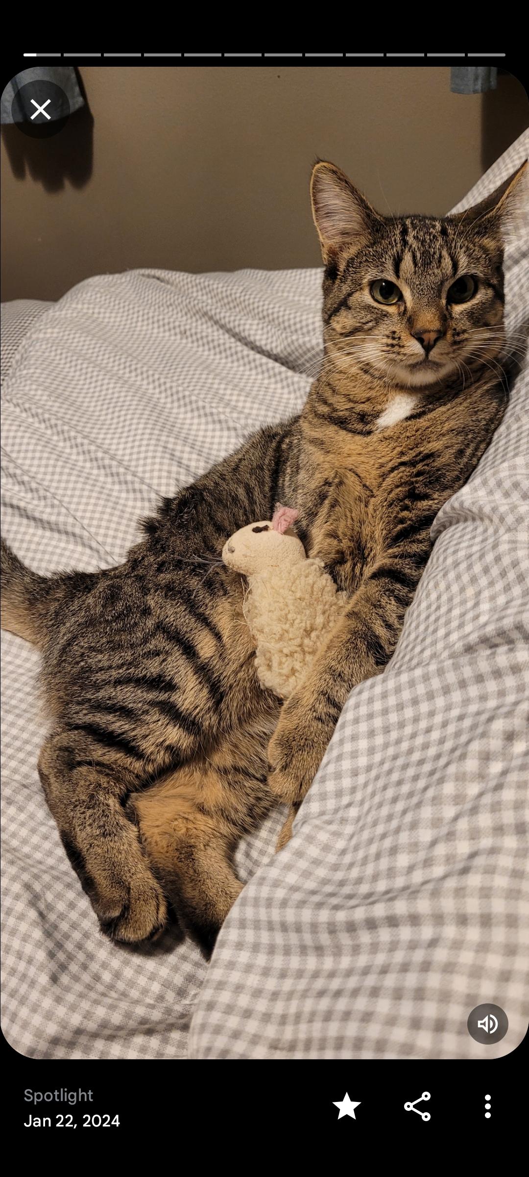 Lollipop - Courtesy Post, a ADOPTABLE Domestic Short Hair in Clackamas, OR image 2/5