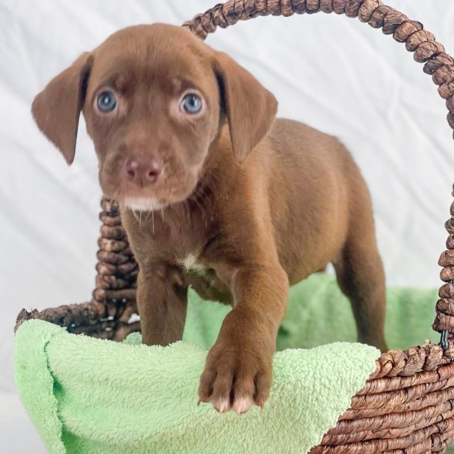 Calamint — thumbnail 2