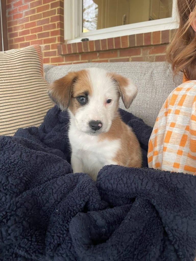 Shiitake(Shi), adoptable, Puppy Female Australian Shepherd.