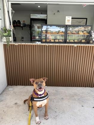 Enlarge S/C Mike, a Adoptable mixed breed in North Miami Beach, FL image 2/3