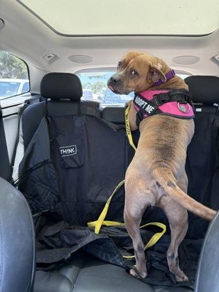 Enlarge S/C Mike, a Adoptable mixed breed in North Miami Beach, FL image 3/3