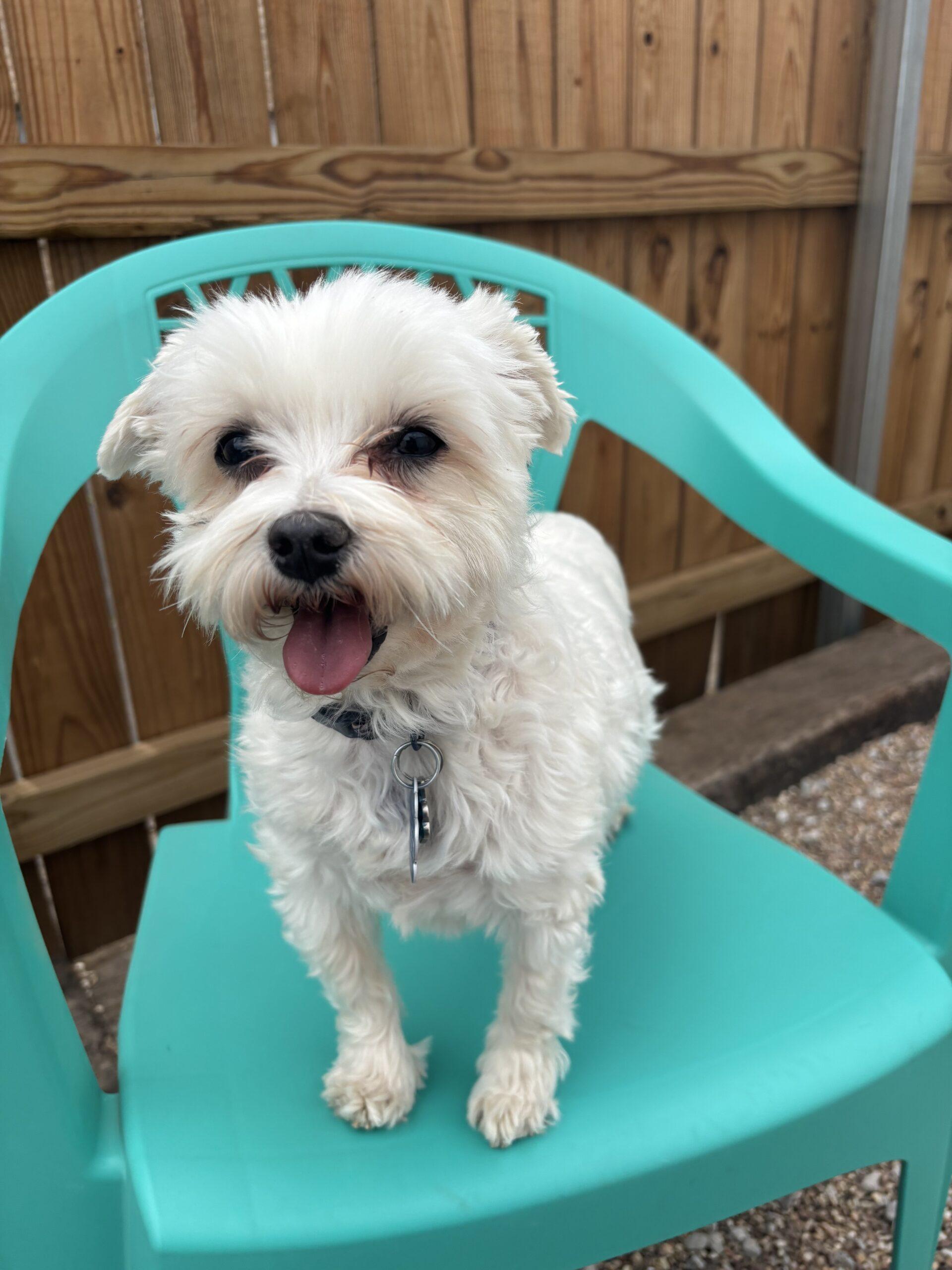 Moonglow, Adoptable, Adult Female Maltese.