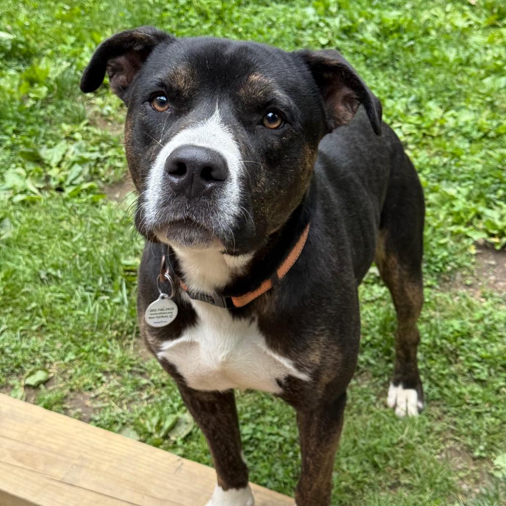 Steely Dan, Adoptable, Adult Male American Staffordshire Terrier & Mixed Breed.