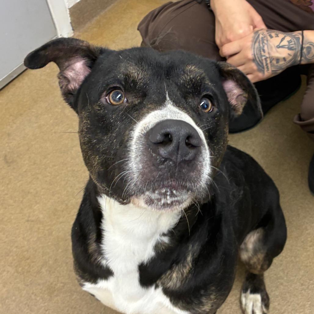 Steely Dan, Adoptable, Adult Male American Staffordshire Terrier & Mixed Breed.