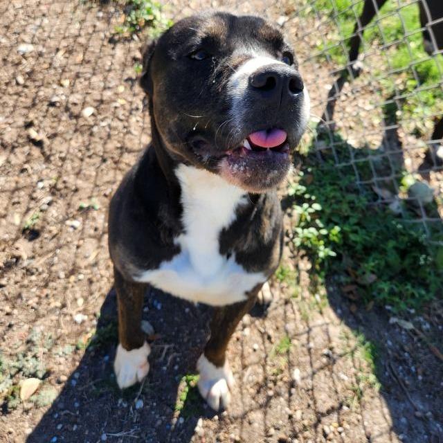 Steely Dan, a Adoptable mixed breed in New Fairfield, CT image 2/6