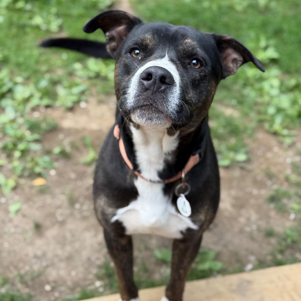 Enlarge Steely Dan, a Adoptable mixed breed in New Fairfield, CT image 3/6