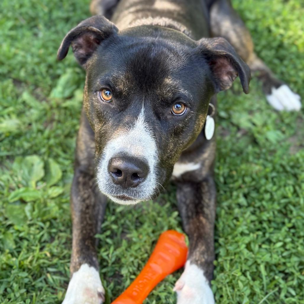 Enlarge Steely Dan, a Adoptable mixed breed in New Fairfield, CT image 4/6