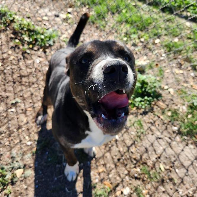Steely Dan, a Adoptable mixed breed in New Fairfield, CT image 3/6
