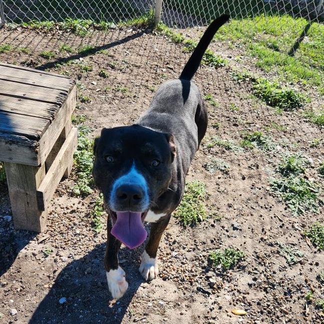 Steely Dan, a Adoptable mixed breed in New Fairfield, CT image 4/6