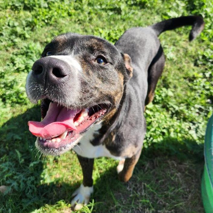Steely Dan, a Adoptable mixed breed in New Fairfield, CT image 5/6
