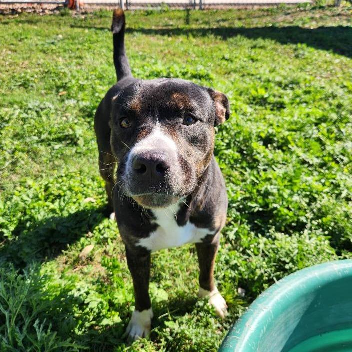 Steely Dan, a Adoptable mixed breed in New Fairfield, CT image 6/6