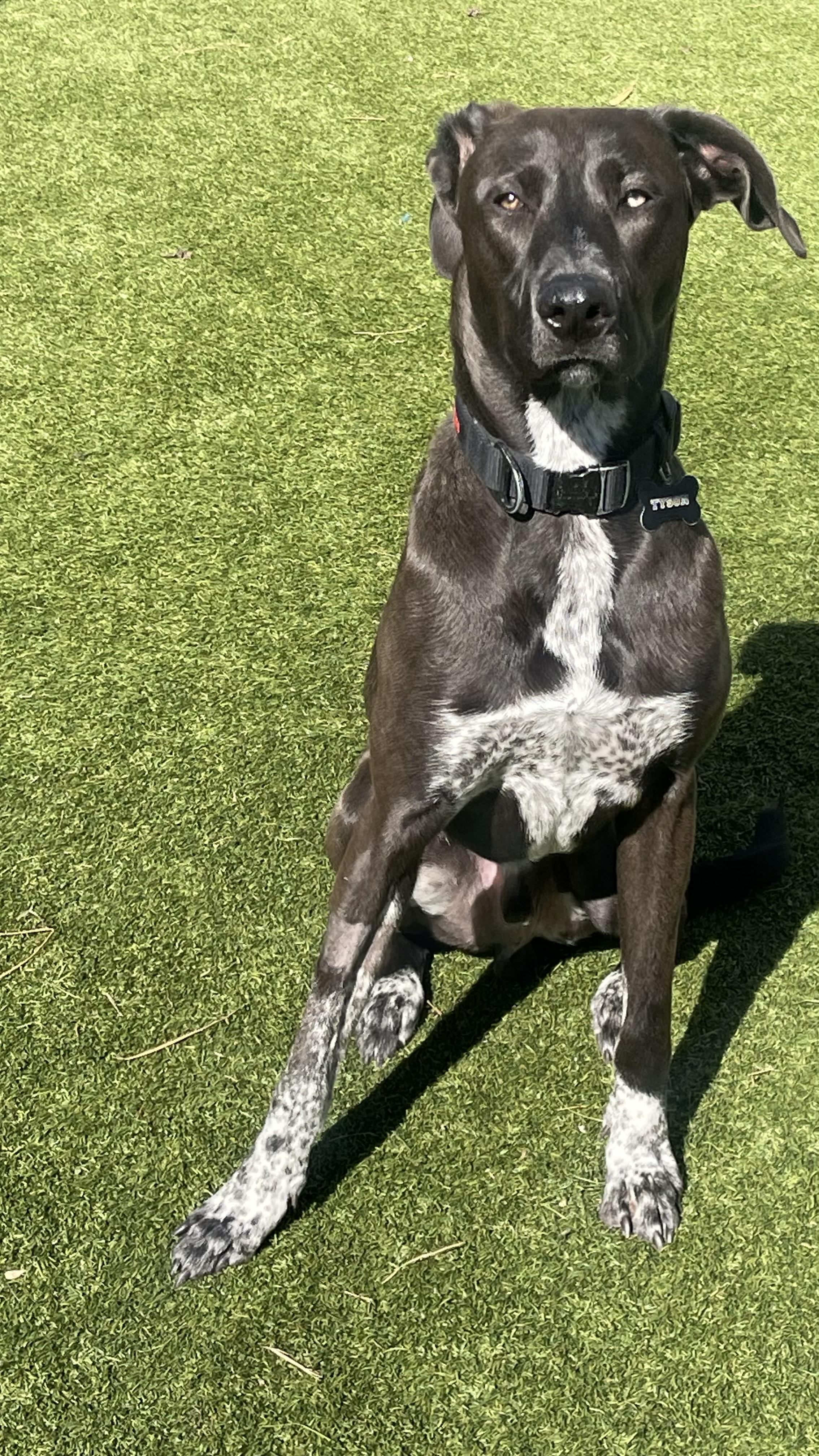 Enlarge Tyson, a ADOPTABLE mixed breed in York, PA image 3/4