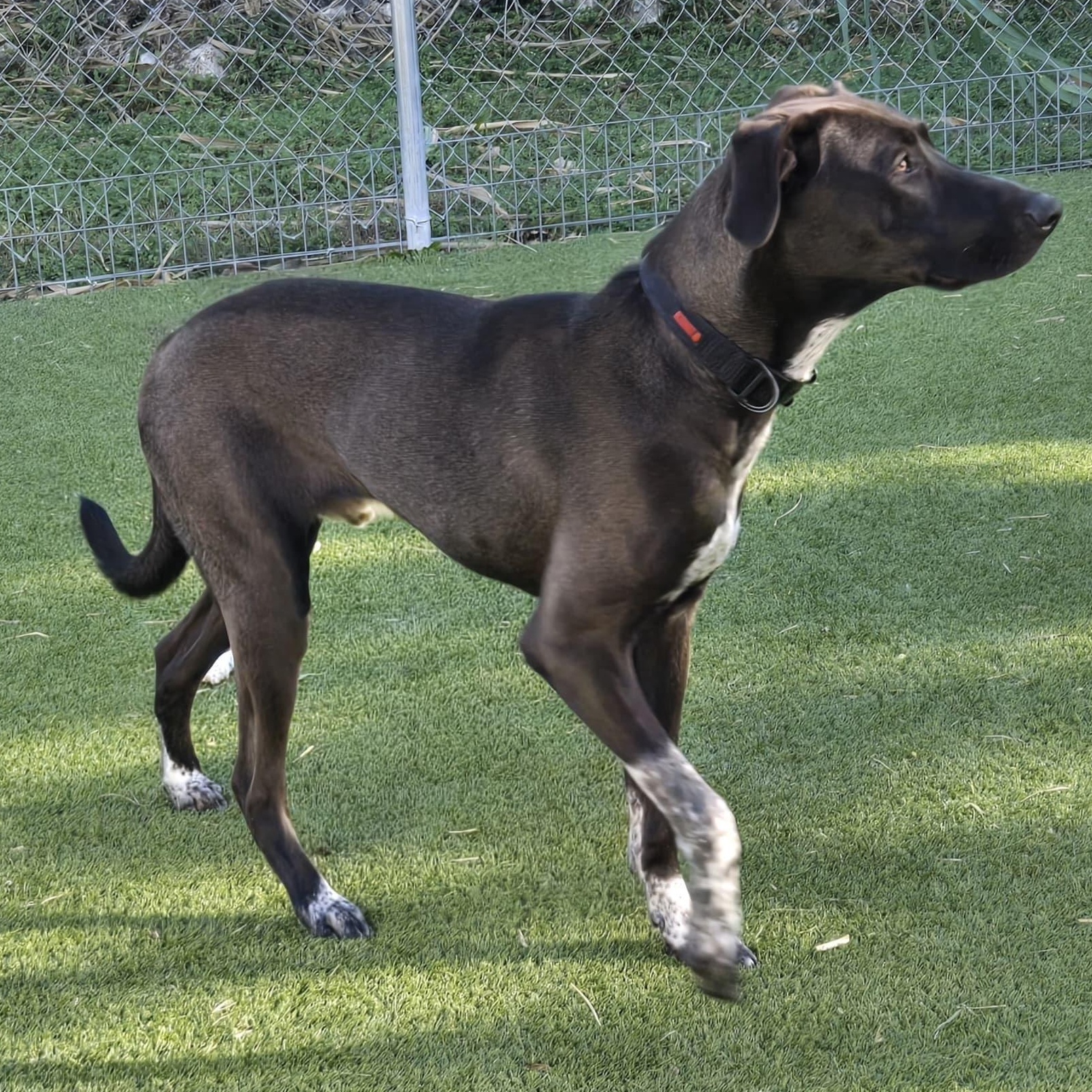Enlarge Tyson, a ADOPTABLE mixed breed in York, PA image 2/4