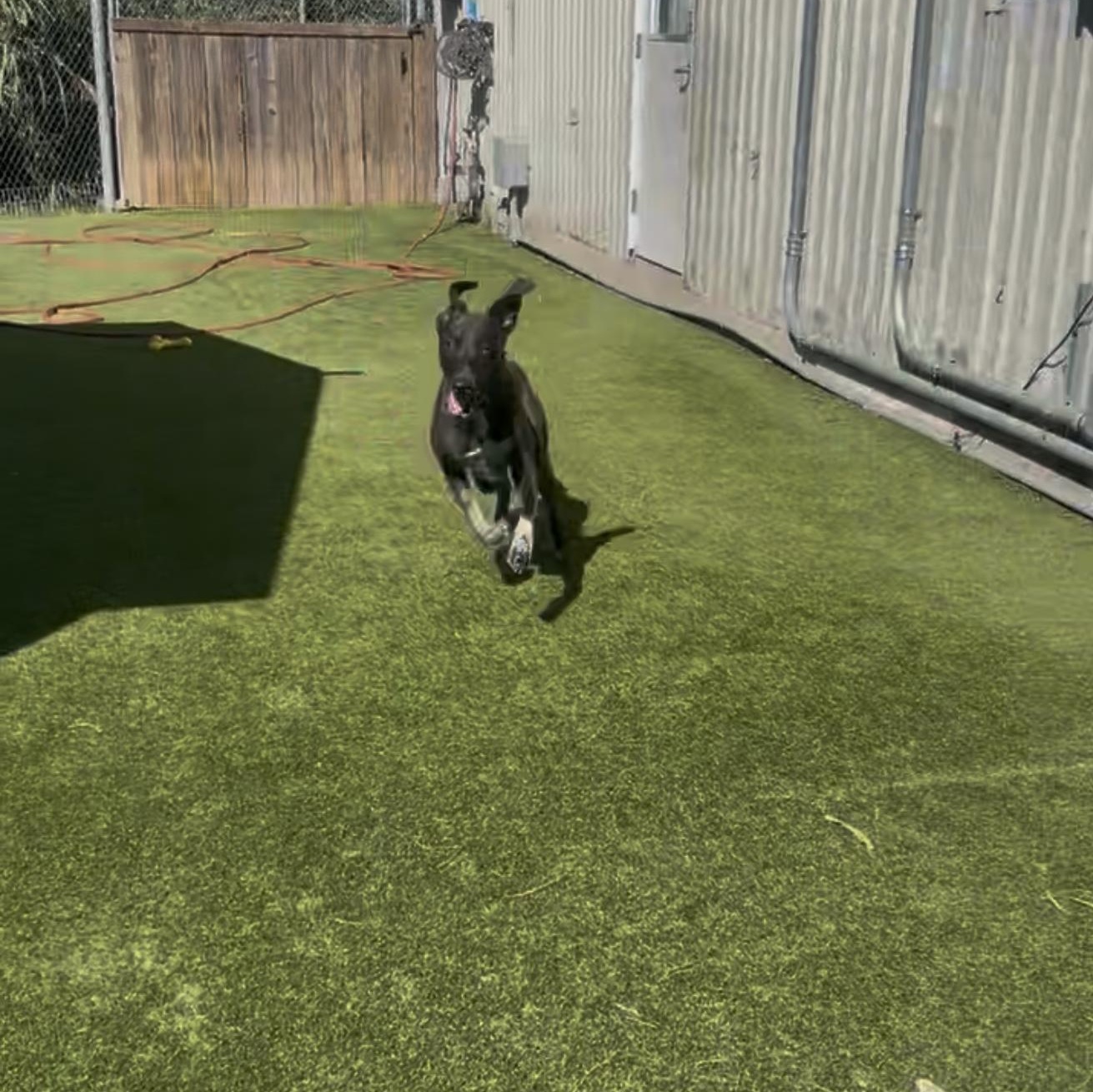 Enlarge Tyson, a ADOPTABLE mixed breed in York, PA image 4/4