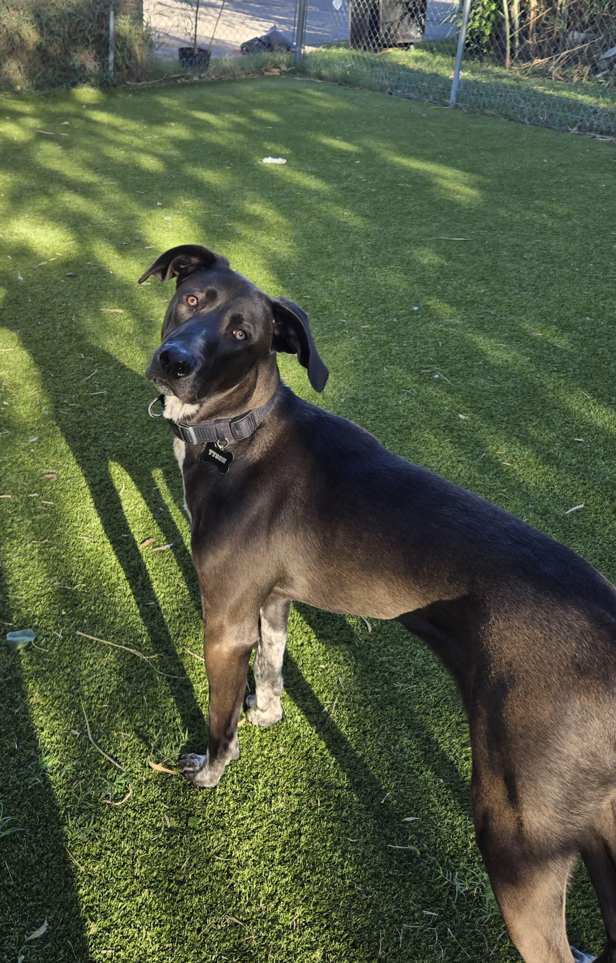 Tyson, ADOPTABLE, Young Male Weimaraner & Mixed Breed.