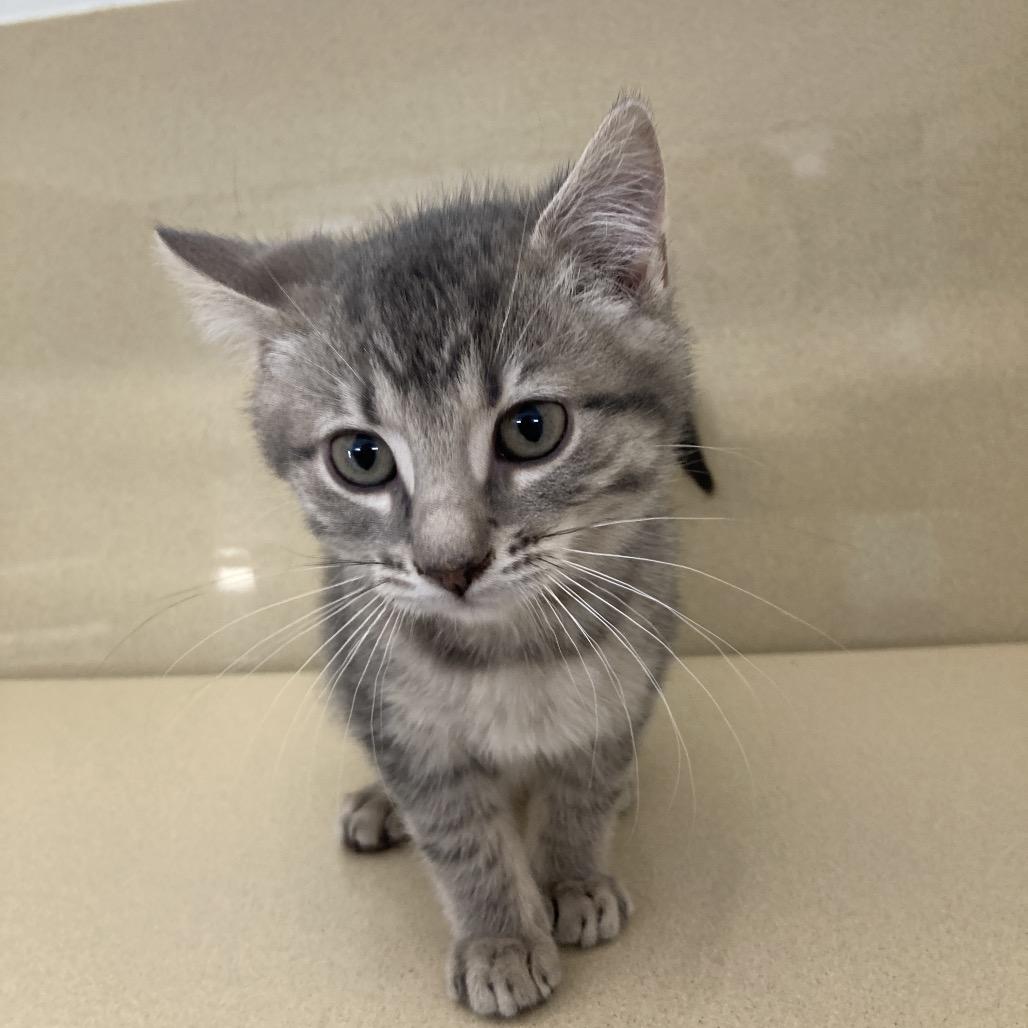 Lucas, a Adoptable Domestic Short Hair in Attica, NY image 1/2