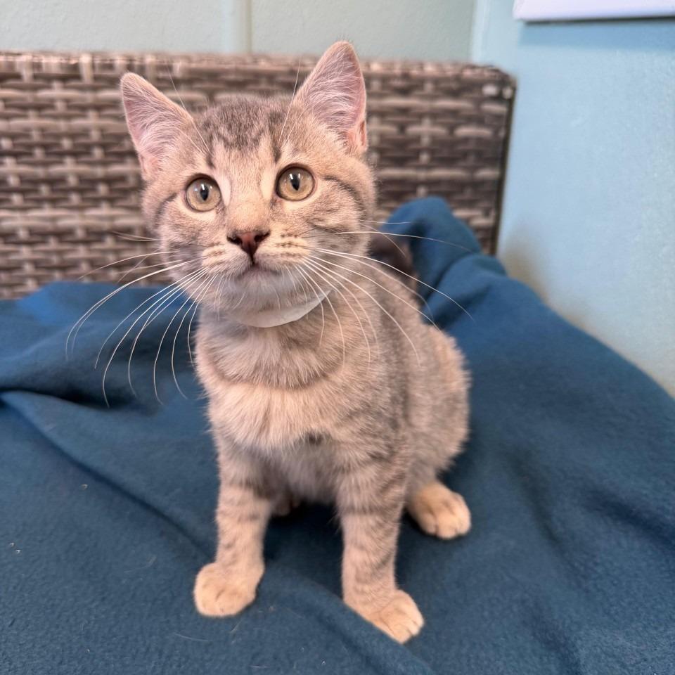 Lucas, a Adoptable Domestic Short Hair in Attica, NY image 2/2