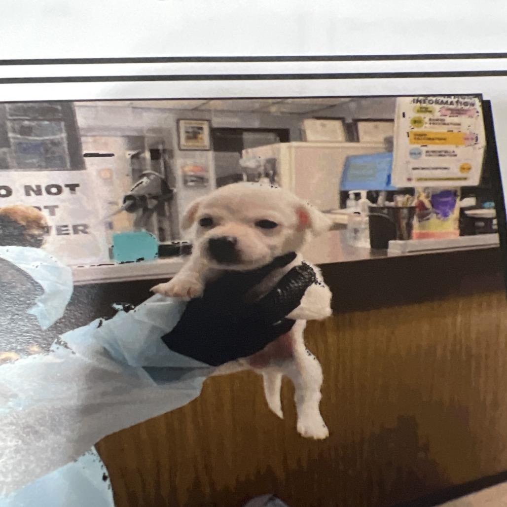 Enlarge Gem, a Adoptable Chihuahua in Sacramento, CA image 1/4