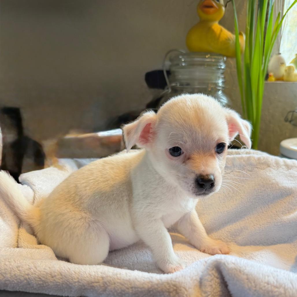 Enlarge Gem, a Adoptable Chihuahua in Sacramento, CA image 2/4