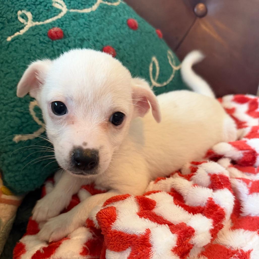 Enlarge Gem, a Adoptable Chihuahua in Sacramento, CA image 3/4