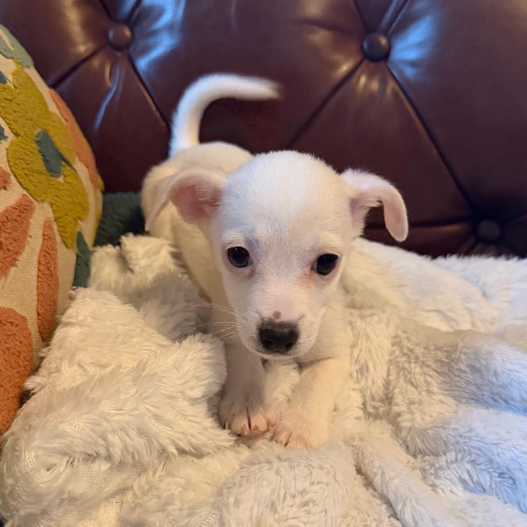 Enlarge Gem, a Adoptable Chihuahua in Sacramento, CA image 4/4