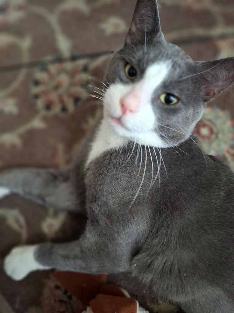 Oliver, Adoptable, Young Male Domestic Short Hair.
