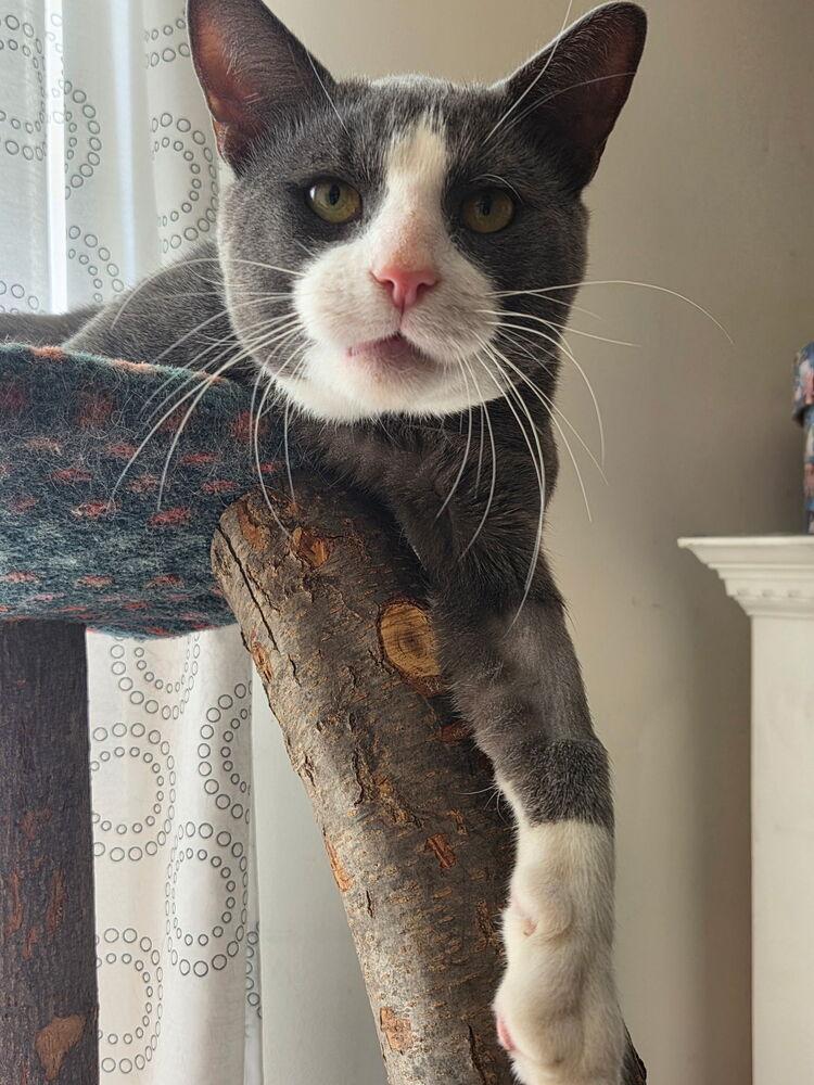 Enlarge Oliver, a Adoptable Domestic Short Hair in Henrico, VA image 2/5