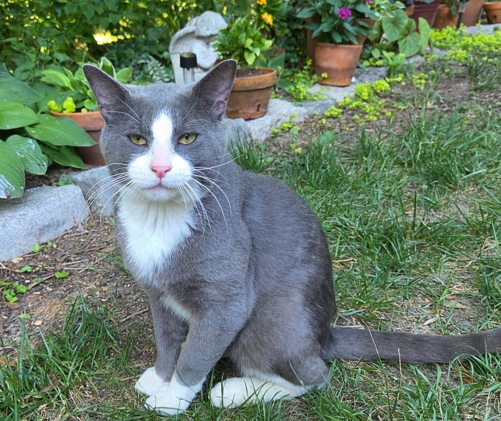 Enlarge Oliver, a Adoptable Domestic Short Hair in Henrico, VA image 3/5