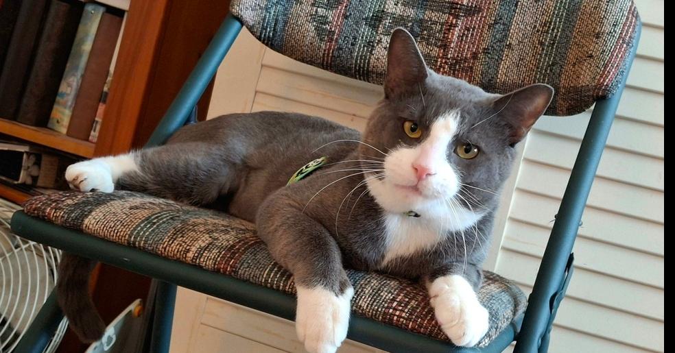 Enlarge Oliver, a Adoptable Domestic Short Hair in Henrico, VA image 5/5