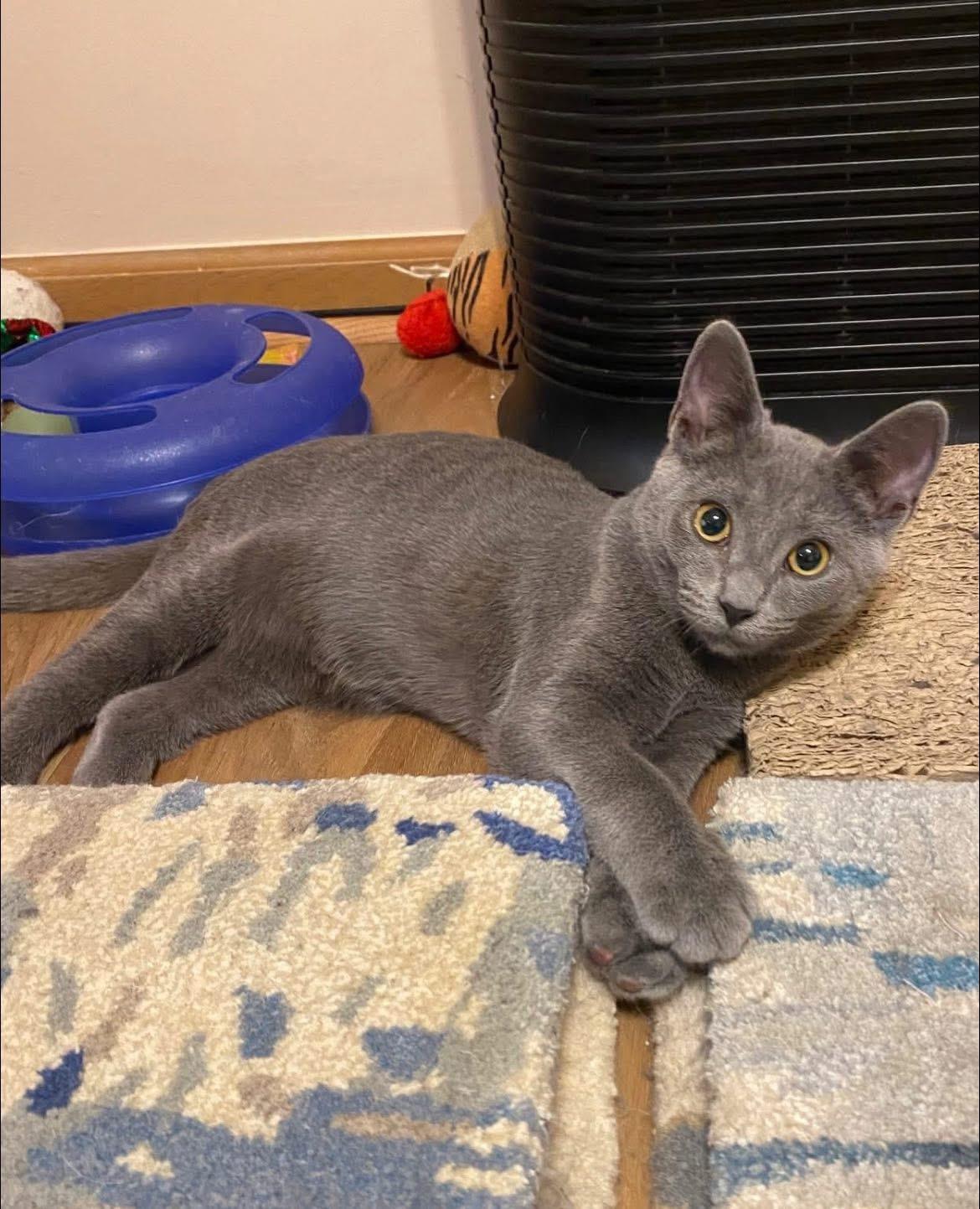 Shakespeare, a Adopted Domestic Short Hair in Pickerington, OH image 1/6