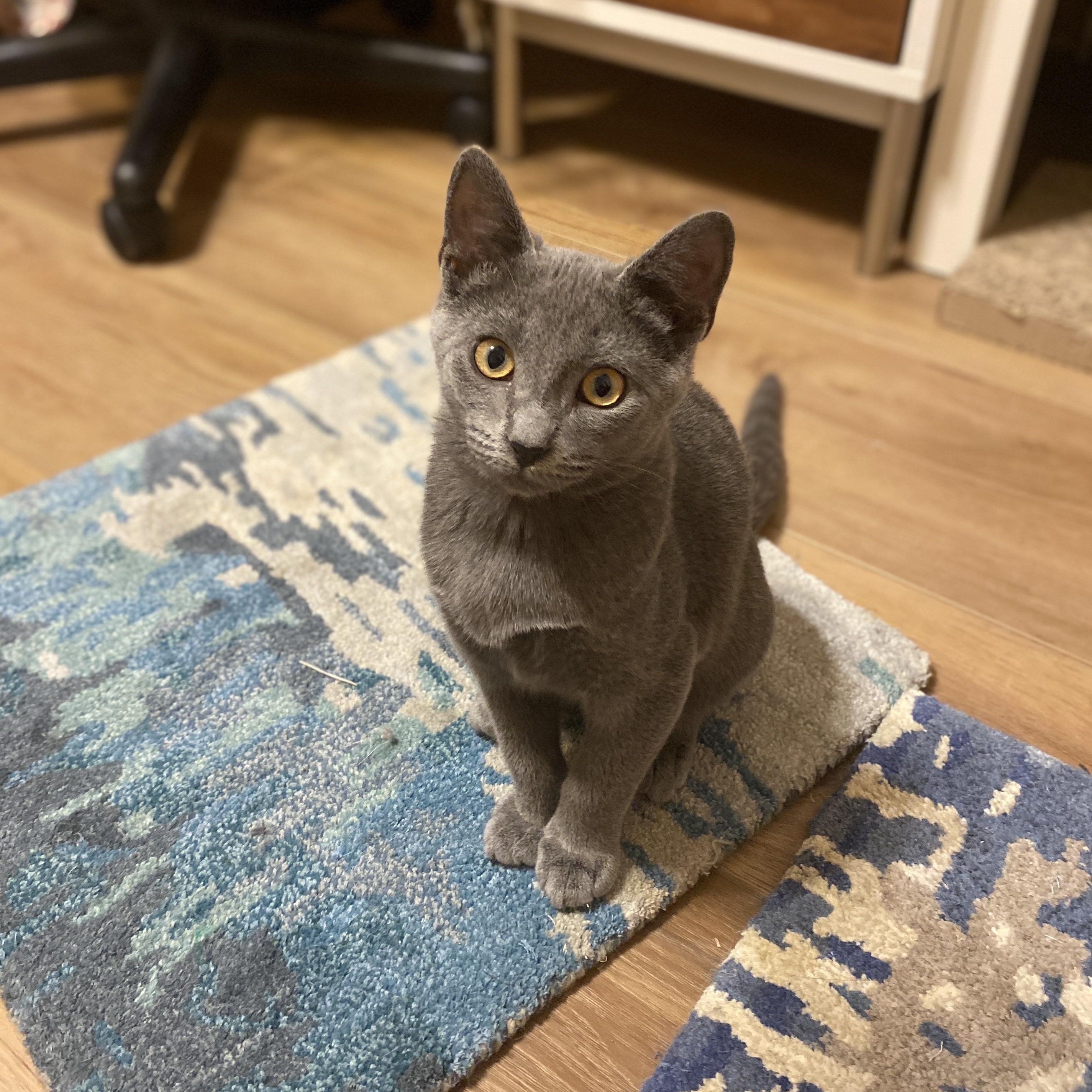 Shakespeare, a Adopted Domestic Short Hair in Pickerington, OH image 4/6